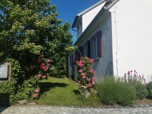 a house with pink roses on the side of it at Haus Fink in Volkach