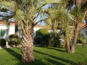 a palm tree in the yard of a house at Le Petit Bois in Sainte-Marie-de-Ré