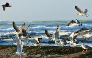 a flock of seagulls flying over the ocean at Le Petit Bois in Sainte-Marie-de-Ré