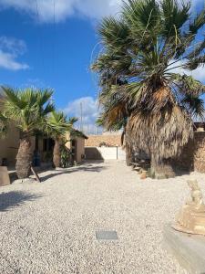 dwie palmy i budynek na plaży w obiekcie Villa Misangi w mieście Lampedusa