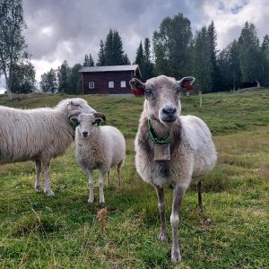um grupo de ovinos em pé num campo em Villmarksgård, hytte ved vannet em Hattfjelldal