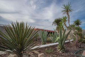 un grupo de palmeras en un patio con un edificio en Termas de San Joaquin en El Ranchito