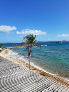 a palm tree on a beach next to the ocean at Luxury Sapphire Beach Resort and Marina 1BR VII in East End