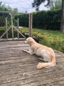 Domácí mazlíčci ubytovaní s hosty v ubytování MILLIEs hosting - Familienurlaub mit Hund in Kärnten