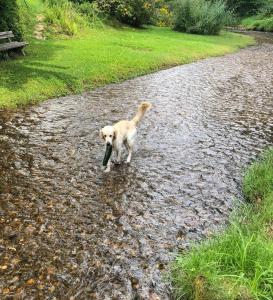 Domácí mazlíčci ubytovaní s hosty v ubytování MILLIEs hosting - Familienurlaub mit Hund in Kärnten