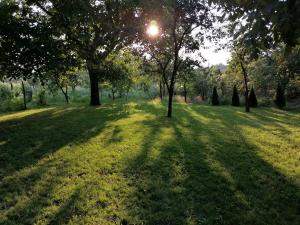 a tree in the middle of a grass field at VisitorsCenter Ivanovo in Ivanovo