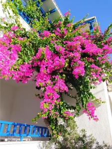 Um ramo de flores cor-de-rosa pendurado num edifício. em 3 min from the beach-White&blue house in Apollon em Apollon