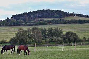 Zvieratá v penzióne alebo blízkom okolí