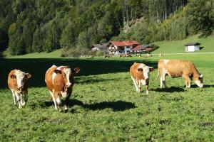 Tiere in diesem Bauernhof oder in der Nähe