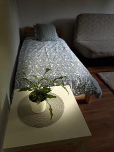 a table with a potted plant on it next to a bed at Agroturystyka Czekaj przy Suntago in Lublinów