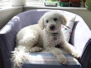 a small white dog sitting on a chair at Summer Breeze in Newquay