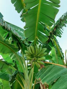 Fotografie z fotogalerie ubytování Tropical Paradise Villa in Torrevieja v destinaci Torrevieja