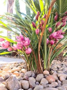 Fotografie z fotogalerie ubytování Tropical Paradise Villa in Torrevieja v destinaci Torrevieja
