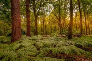 Whitmoor Farm & Spa في غيلدفورد: غابة مليئة بالنباتات الخضراء المورقة والأشجار