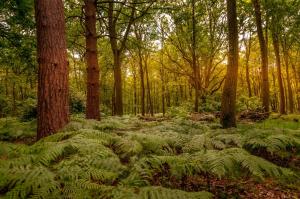 ein Wald voller üppiger grüner Pflanzen und Bäume in der Unterkunft Whitmoor Farm & Spa in Guildford