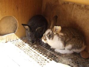três coelhos estão sentados dentro de uma caixa em Ezerjó Ökofogadó em Oriszentpéter