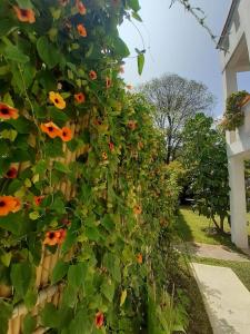 un seto de girasoles al lado de una casa en Hotel Posada La Bonita, en Tula de Allende