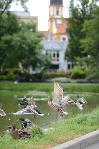 una manada de aves volando sobre un cuerpo de agua en ACHAT Hotel Suhl, en Suhl