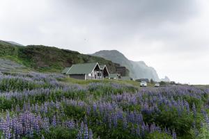 a house in the middle of a field of purple flowers at Vík Cottages in Vík