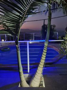 una palmera sentada al costado de un crucero en Beit Nofesh, en Tiberíades