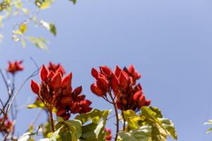 um grupo de flores vermelhas com o céu ao fundo em Condomínio Shambala Piri em Pirenópolis