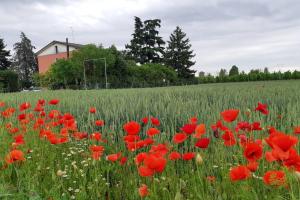 un campo de amapolas rojas en un campo de hierba en La tavernetta di Antonietta, en Villafranca di Verona