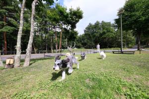 três cães correndo na grama em um parque em Yutorelo Tateshina Hotel with DOGS em Chino