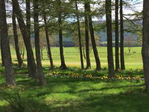 a group of trees and flowers in a field at Strathallan - Luxury 3 Bedroom Apartment, Gleneagles, Auchterarder in Auchterarder