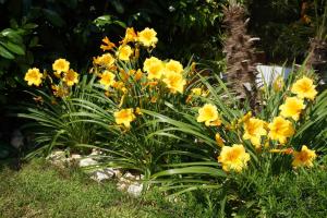 A garden outside Residence Rivachiara (check-in at Hotel Riviera in Viale Rovereto, 95)