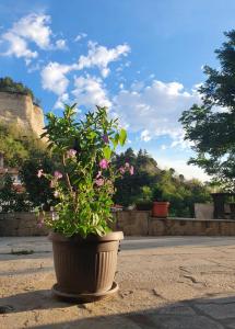 a potted plant sitting on the side of a street at Hotel Slavova Krepost in Melnik