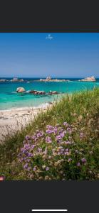 ein Feld lila Blumen am Strand in der Unterkunft Maison neuve à 350m de la plage La casa Sovaïna in Cléder
