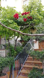 una escalera con rosas rojas en un árbol en La Casa de la Abuela María, en Baeza