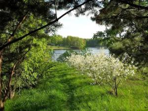 a field of grass with a lake and trees at Tomi Lägenheter in Stockholm