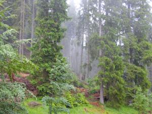 ein regendurchtränkter Wald mit Bäumen und Sträuchern in der Unterkunft Deer's Home at Elit Pamporovo in Pamporowo