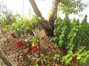 Zahrada ubytování Finca Noya con piscina privada