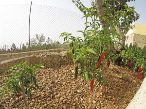 Zahrada ubytování Finca Noya con piscina privada