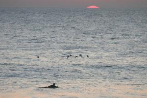 a group of people swimming in the ocean at Pure Flor de Esteva in Vila do Bispo