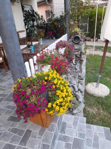 Zahrada ubytování Apartmani Evelin 1