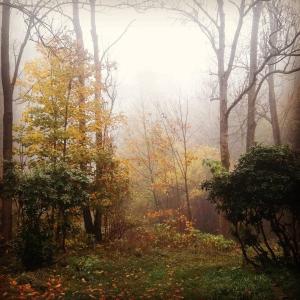 una foresta nebbiosa in autunno con gli alberi di Villa Sunshine / Slunečna Vila a Krásná Lípa