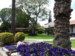 un jardín con flores púrpuras y una palmera en Degania Bet Kibbutz Country Lodging, en Kinneret