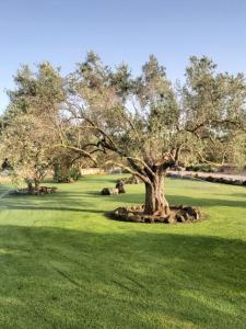 un árbol en medio de un campo verde en Su Sattisceddu, en Uras