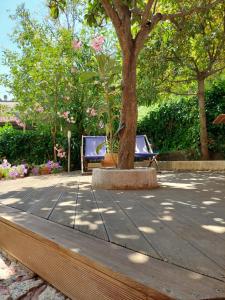 a tree and two chairs sitting under a tree at Albamare in Monterosso al Mare