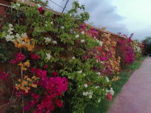 a row of flowers on a fence at Almaqussoura in Marrakesh
