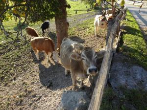 Altri animali domestici presso l'appartamento o nei dintorni