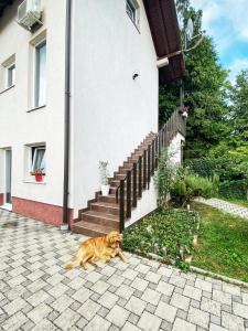 ein Hund, der vor einem Haus auf dem Boden liegt in der Unterkunft Hotel Guesthouse Stari Jasen in Zagreb
