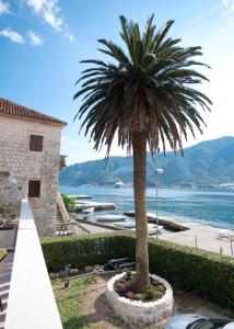 a palm tree in a pot in front of a building at Apartments Radonicic in Kotor