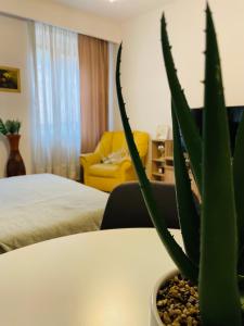 a plant sitting on a table in a hotel room at Postavarului Apartment in Braşov