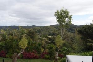 a view of a jungle with palm trees and mountains at Hyview in Paihia