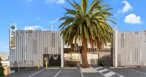 a palm tree in front of a building at Areca Launceston in Launceston