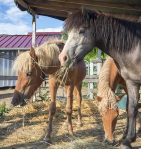 two horses standing next to each other eating hay at Islandpferdehof Seelengrübchen - Ferien im Bauwagen in Glött